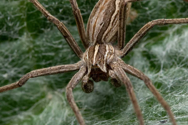 Een Dolle Wolfspin Een Groen Blad Bedekt Met Spinnenweb — Stockfoto