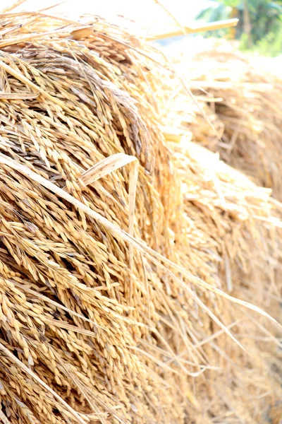 Ein Ländlicher Bauernhof Mit Reifem Reis Für Die Ernte Auf — Stockfoto