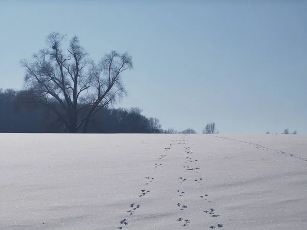 뒤에는 발자국 나무들이 눈덮인 산비탈의 아름다운 — 스톡 사진