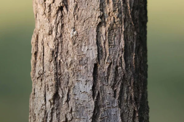 Uma Foto Close Tronco Árvore Com Fundo Borrado — Fotografia de Stock