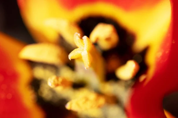Μια Κορυφαία Άποψη Του Κόκκινου Άνθους Tulip Στήμονες — Φωτογραφία Αρχείου