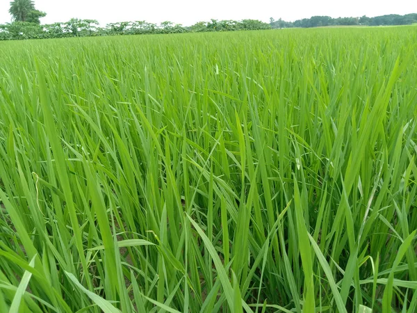 Campo Risaia Verde Fresco Raccolta Agroalimentare — Foto Stock