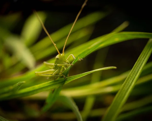 Μια Επιλεκτική Εστίαση Μιας Ακρίδας Φρέσκο Πράσινο Γρασίδι — Φωτογραφία Αρχείου