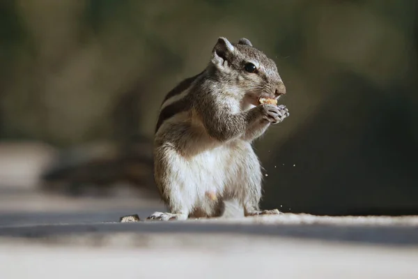 Eine Selektive Fokusaufnahme Eines Entzückenden Grauhörnchens Freien Bei Tageslicht — Stockfoto