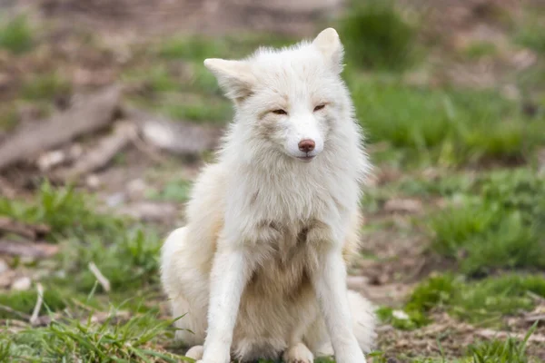 Ein Flacher Fokus Eines Weißen Fuchses Der Gras Freien Sitzt — Stockfoto