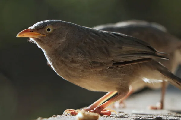 Ένα Επιλεκτικό Πλάνο Εστίασης Των Πουλιών Jungle Babbler Μια Τσιμεντένια — Φωτογραφία Αρχείου