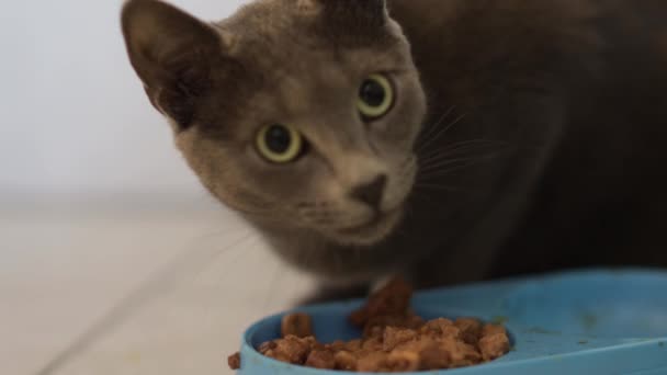 Кошка Ест Еду Кухне — стоковое видео