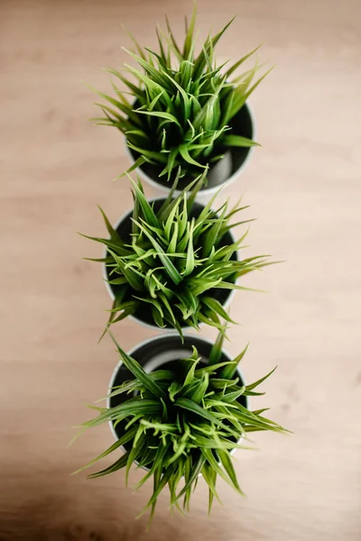 鉢の上からの室内植物の眺め — ストック写真
