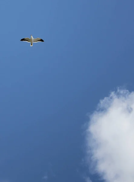 Een Verticaal Schot Van Een Meeuw Vliegend Door Bewolking Lucht — Stockfoto