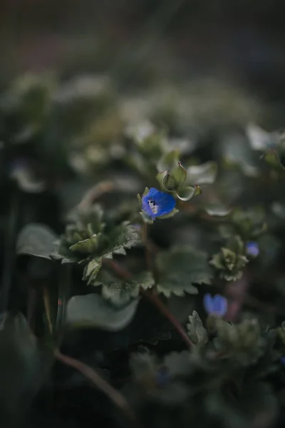 Close Vertical Flores Florescendo Veronica Chamaedrys — Fotografia de Stock