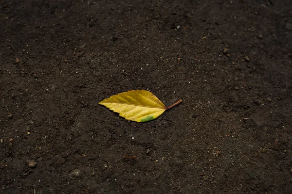 Een Prachtig Shot Van Een Enkel Geel Blad Bruine Zandgrond — Stockfoto