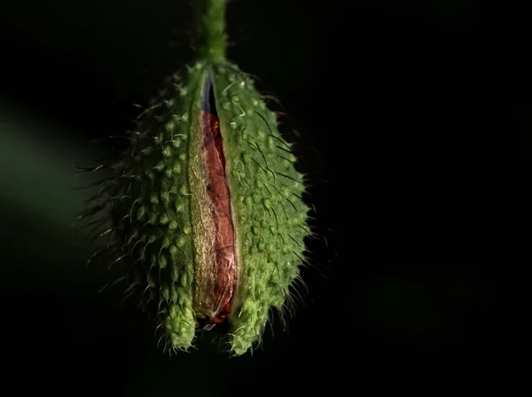 Een Macro Van Een Omgekeerde Papaverknop Met Zwarte Achtergrond — Stockfoto