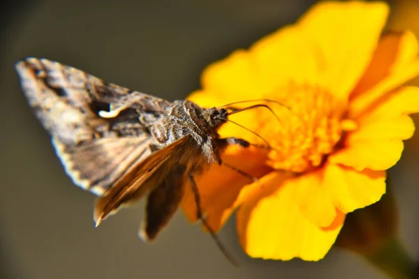 Selective Focus Shot Beautiful Butterfly Perched Bright Yellow Flower — Stock Photo, Image