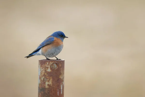 Selektivní Soustředění Zastřelilo Malého Modrého Ptáčka Stojícího Rezavém Kovovém Sloupku — Stock fotografie