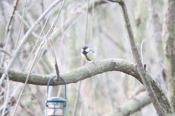 Cute Great Tit Bird Perched Tree Branch Forest — Stockfoto