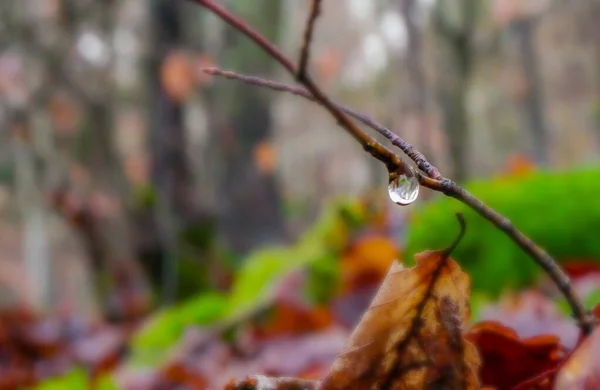 Una Gota Lluvia Colgando Una Ramita Sin Hojas Fondo Natural —  Fotos de Stock