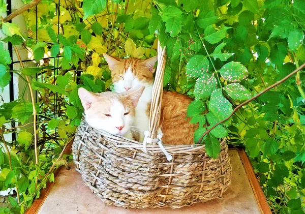 在春天的篮子里拍了一张可爱的生姜猫的特写镜头 — 图库照片