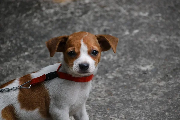 Egy Imádnivaló Jack Russell Terrier Kiskutya Egy Kedves Arckifejezéssel — Stock Fotó