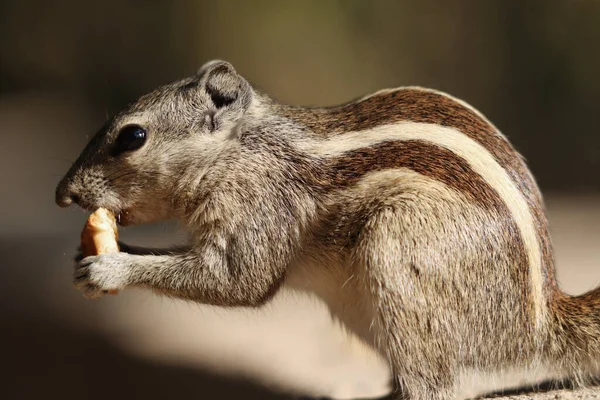 Een Close Van Een Indiase Palm Eekhoorn Die Brood Eet — Stockfoto