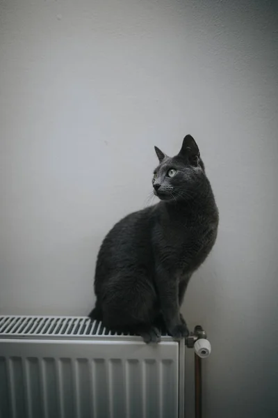 Simpatico Gatto Grigio Curiosamente Guardarsi Intorno Mentre Seduto Sul Radiatore — Foto Stock