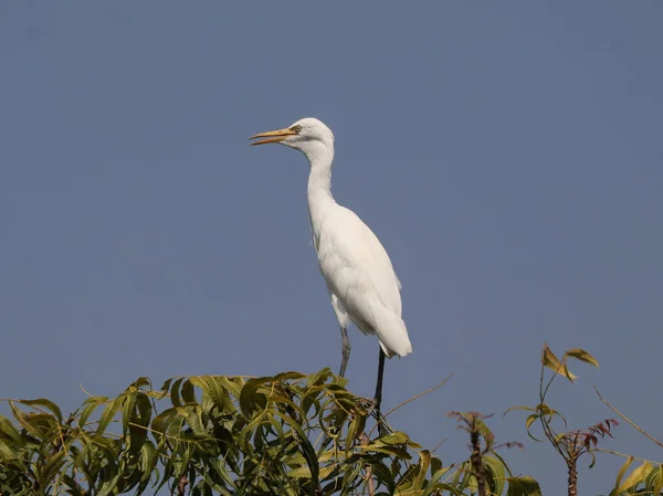 一只巨大的白鹭 Ardea Alba 矗立在天空背景的树梢上 — 图库照片