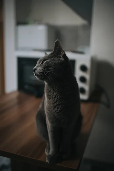 一只灰色绒毛猫坐在厨房桌子上的特写镜头 — 图库照片