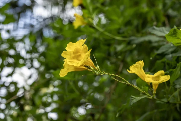 Tiro Foco Seletivo Flores Amarelas Vibrantes Galho Uma Floresta Verde — Fotografia de Stock