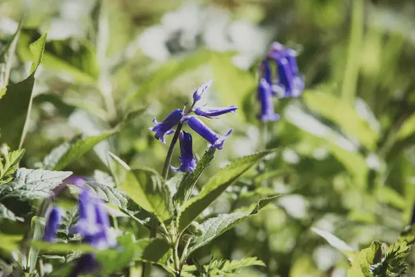 Detailní Záběr Symphytum Asperum Květin — Stock fotografie