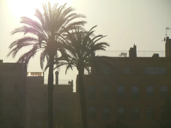 Palm Trees Buildings Rooftops Silhouettes Sunlight — Stock Photo, Image