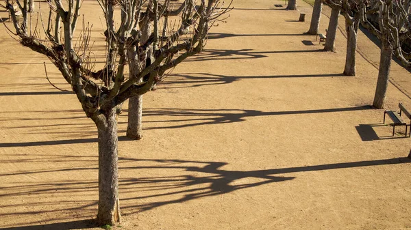 Een Natuurlijk Uitzicht Boomschaduwen Gedroogde Grond Het Park Van Frankrijk — Stockfoto