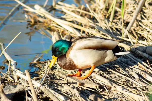 Μια Μικρή Πάπια Mallard Κοντά Στο — Φωτογραφία Αρχείου