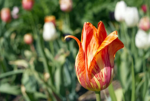Belo Tiro Flores Tulipa Flor Durante Temporada Primavera — Fotografia de Stock