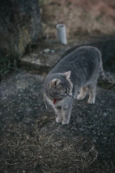 공원에 귀여운 고양이의 — 스톡 사진