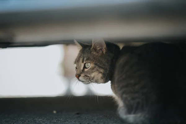 Eine Selektive Fokusaufnahme Einer Gestromten Katze Die Sich Unter Dem — Stockfoto