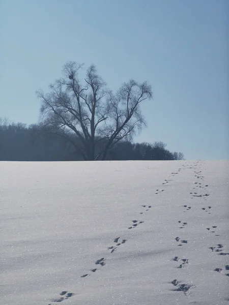 뒤에는 발자국 나무들이 눈덮인 산비탈의 아름다운 — 스톡 사진