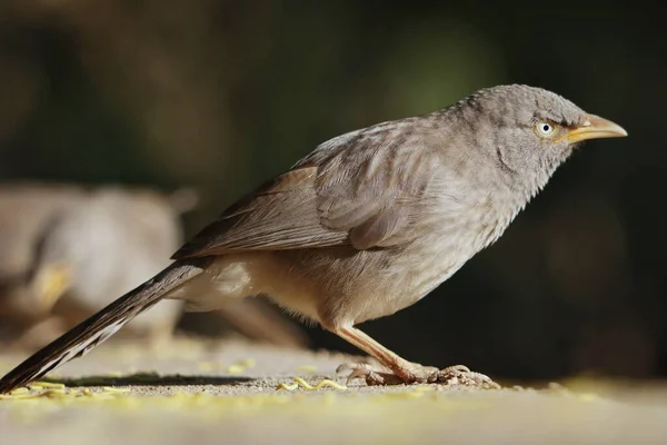 Närbild Djungelpladder Betongyta — Stockfoto