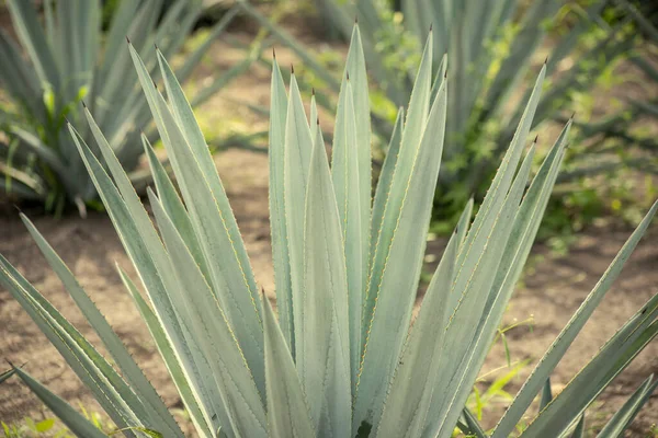 Eine Nahaufnahme Des Agave Feldes Sonnenlicht Tequila Mexiko Mit Verschwommenem — Stockfoto