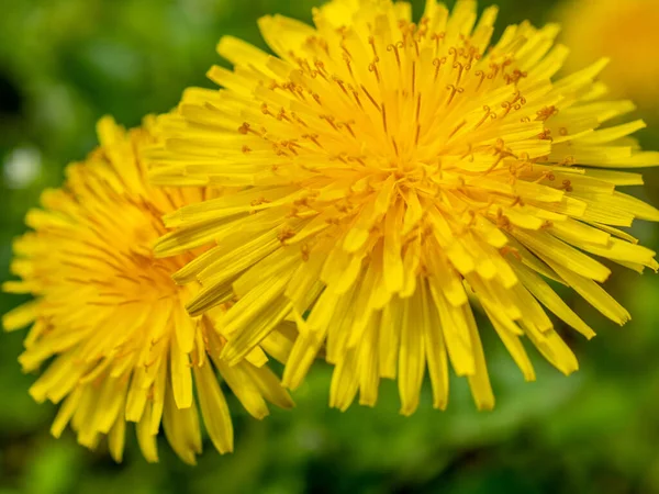 Camomila Amarela Cultivada Jardim — Fotografia de Stock