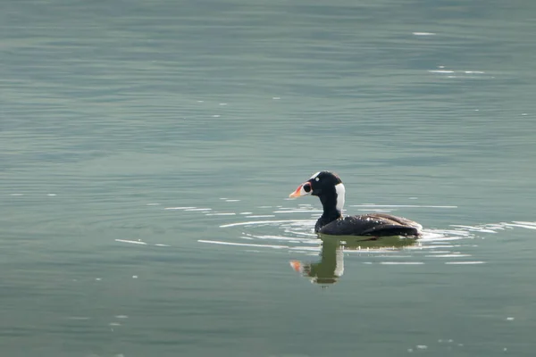 Eine Schwarz Weiße Ente Schwimmt Ruhigem Wasser Deren Spiegelung Sichtbar — Stockfoto