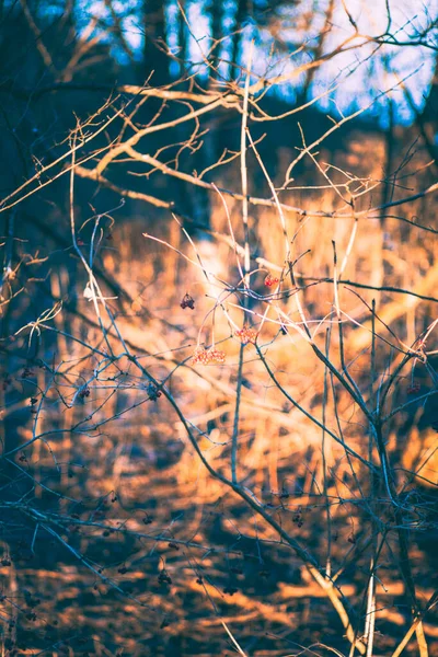 Selektiver Fokus Kahler Pflanzenzweige Mit Sonnenlicht — Stockfoto