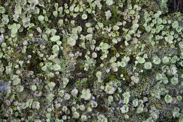 Una Vista Superior Del Cultivo Líquenes Cladonia — Foto de Stock