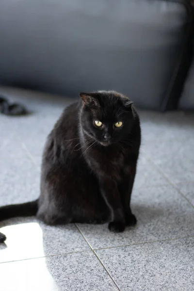 Крупный План Черной Кошки — стоковое фото