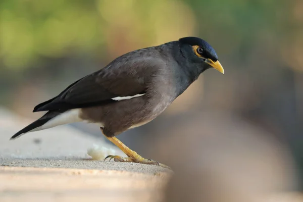 Eine Selektive Fokusaufnahme Eines Myna Vogels Freien — Stockfoto