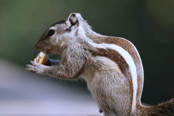 야외에서 귀여운 다람쥐를 선택적으로 — 스톡 사진