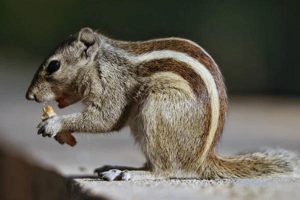 Eine Selektive Fokusaufnahme Eines Entzückenden Grauhörnchens Freien Bei Tageslicht — Stockfoto