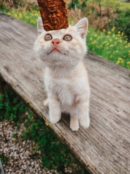Vertical Shot Cute Ginger Kitten Trying Catch Cookie — Stock Photo, Image