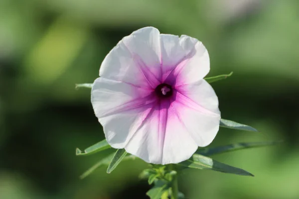 Een Close Van Roze Witte Ochtend Glorie Met Wazig Groene — Stockfoto