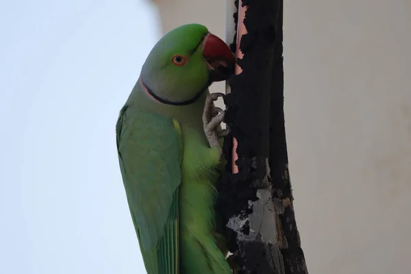 Selective Focus Shot Rose Ringed Parakeet Perched Outdoors — Stock Photo, Image