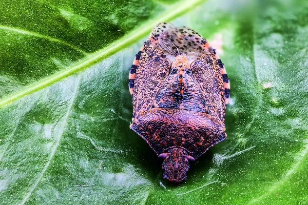 Primer Plano Insecto Apestoso Marmorado Una Hoja Verde —  Fotos de Stock