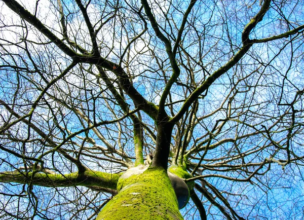 Die Äste Eines Moosigen Baumes Gegen Den Himmel — Stockfoto